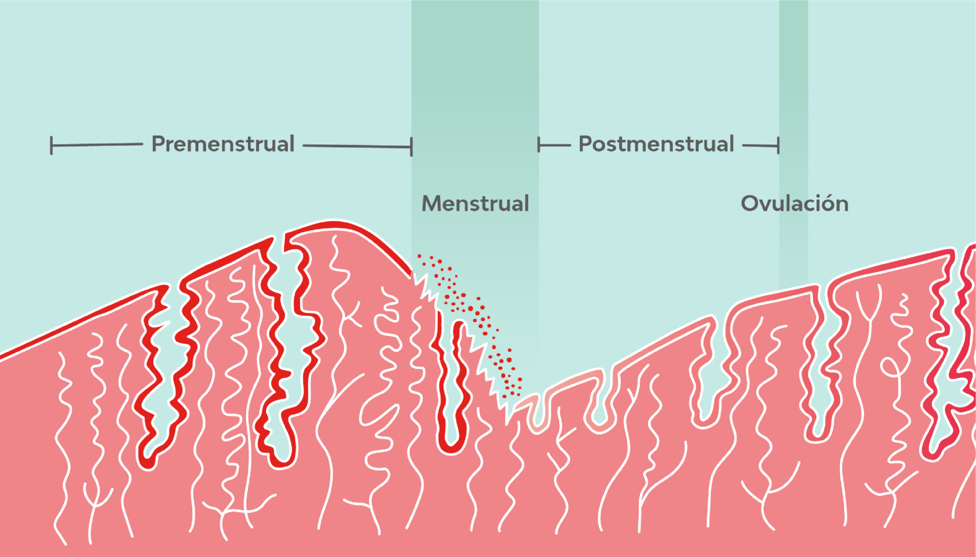 Fases del ciclo uterino